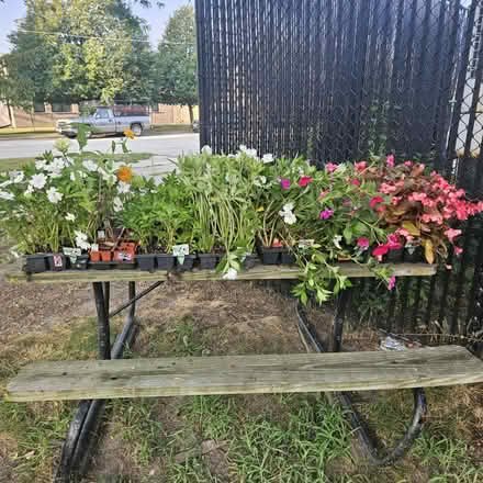 Photo of free Flowers Plants (Skokie) #1