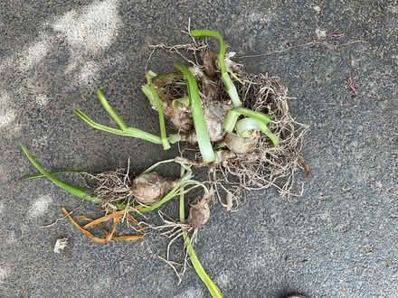 Photo of free Guernsey Lily Bulbs (Solihull B91) #1