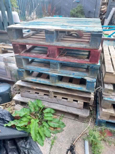 Photo of free Pallets (High green S35) #1