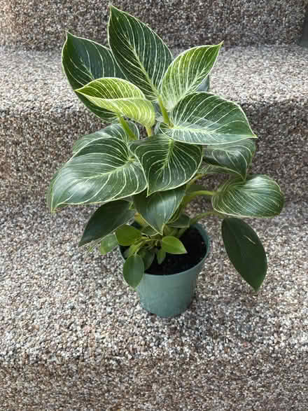 Photo of free Philodendron house plant (Bayview and Sheppard) #1