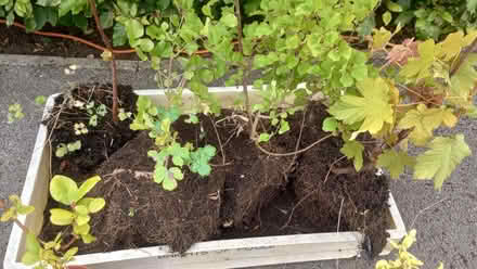 Photo of free Miscellaneous garden plants (Innsworth GL3) #2