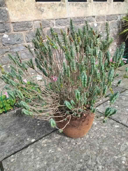 Photo of free Hebe plant (Binegar, near church.) #2