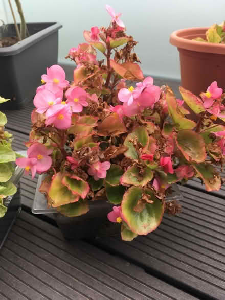 Photo of free Begonias (Greenwich MV, SE10) #2