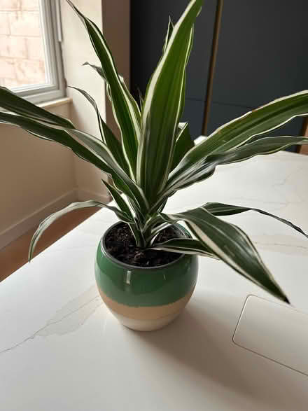 Photo of free Houseplant and pot cover (Southport PR9) #1