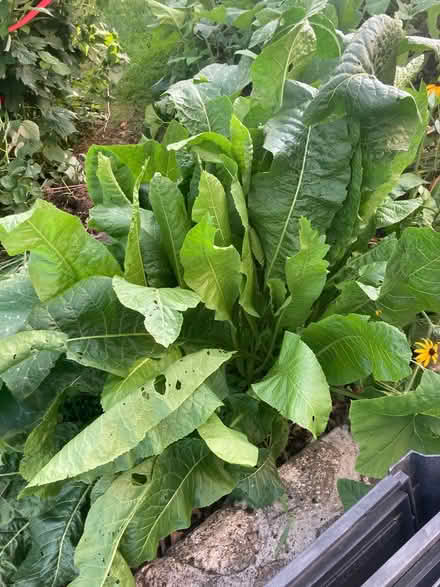 Photo of free horseradish plant (North Waltham) #1