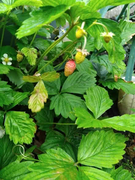 Photo of free Alpine strawberry plants 🍓 (Ingol PR2) #2