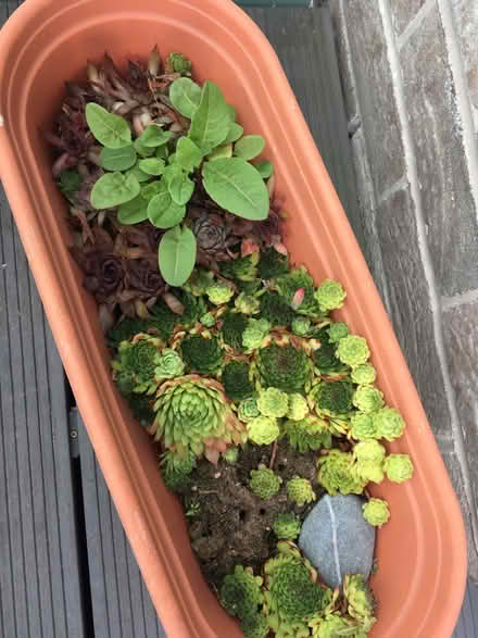 Photo of free Succulents (Greenwich MV, SE10) #2