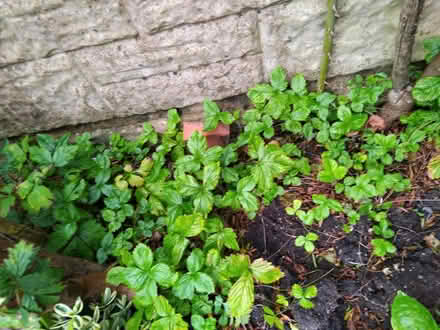 Photo of free Alpine strawberry plants 🍓 (Ingol PR2) #1