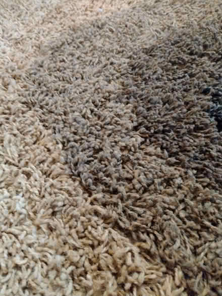 Photo of free Rug (Braintree CM7) #2