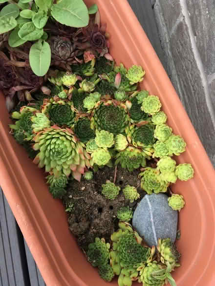 Photo of free Succulents (Greenwich MV, SE10) #1