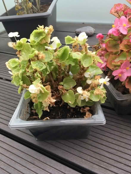 Photo of free Begonias (Greenwich MV, SE10) #3