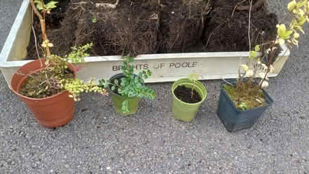 Photo of free Miscellaneous garden plants (Innsworth GL3) #3