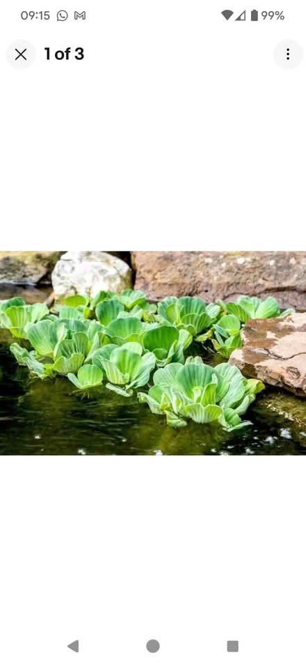 Photo of Spare Pond Plants (Penrith CA11) #1