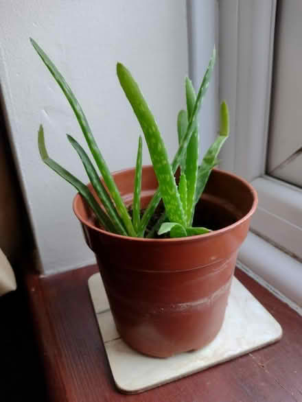 Photo of free Aloe Vera plant (Braintree CM7) #1