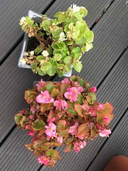 Photo of free Begonias (Greenwich MV, SE10) #1