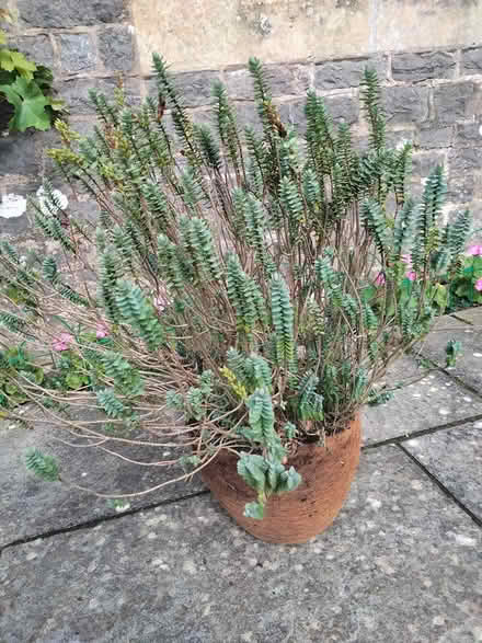 Photo of free Hebe plant (Binegar, near church.) #1