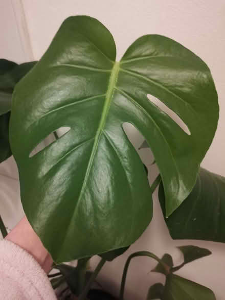 Photo of free Monstera cheese plant (Ashton-U-Lyne OL6) #1