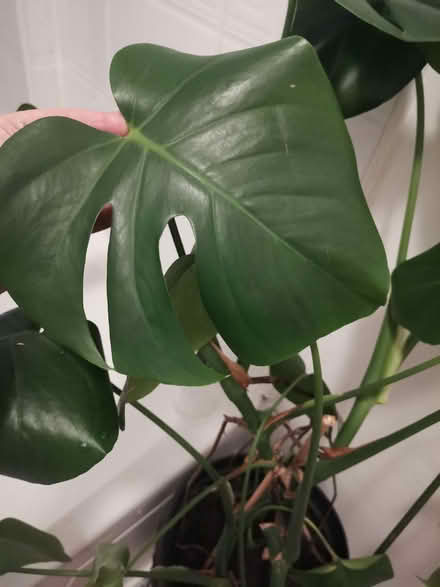 Photo of free Large monstera cheese plant (Ashton-U-Lyne OL6) #4