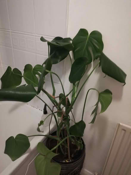 Photo of free Monstera cheese plant (Ashton-U-Lyne OL6) #2