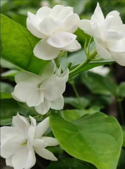 Photo of Jasmin plant (Didsbury M20) #1