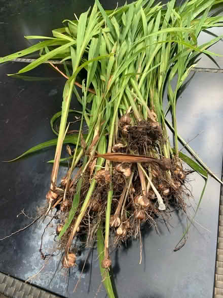 Photo of free Garden bulbs & plants (Bilbrook WV8) #1