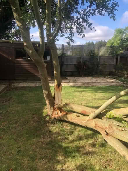 Photo of free Tree - chop up for firewood? (Little Shelford) #3