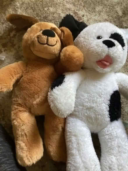 Photo of free Build a Bear dogs (Woodley RG5) #1