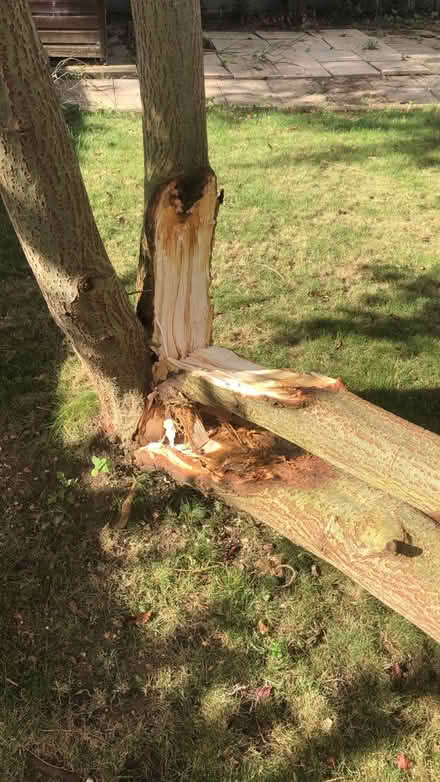 Photo of free Tree - chop up for firewood? (Little Shelford) #2