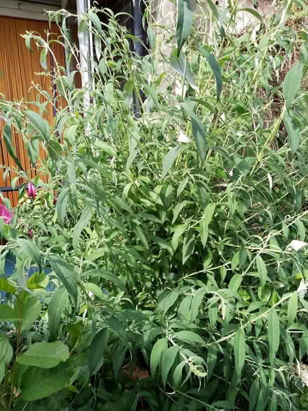 Photo of free Tri colour buddleia (Havant PO9) #1