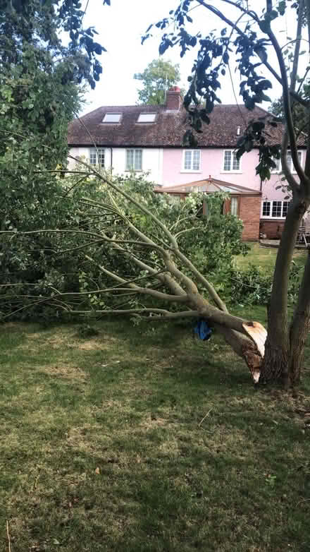 Photo of free Tree - chop up for firewood? (Little Shelford) #1