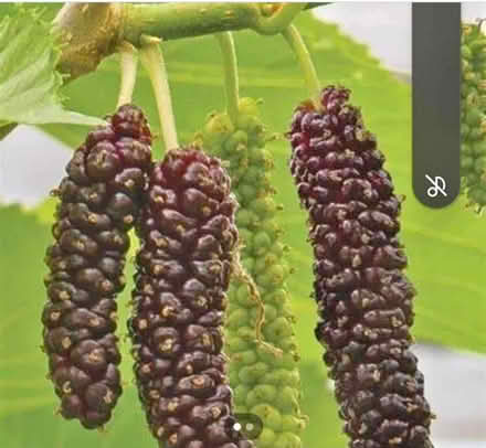 Photo of free Dwarf Turkish Mulberry seedling (East dulwich SE22) #3