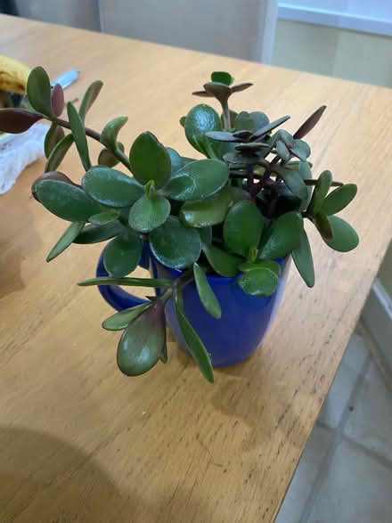 Photo of free Money plant cuttings (Barking IG11) #1