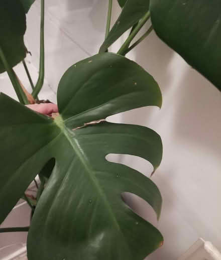 Photo of free Large monstera cheese plant (Ashton-U-Lyne OL6) #2