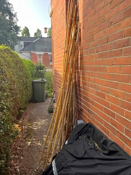 Photo of free Lots of tall thick bamboo (TQ14) #2