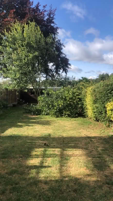 Photo of free Tree - chop up for firewood? (Little Shelford) #4