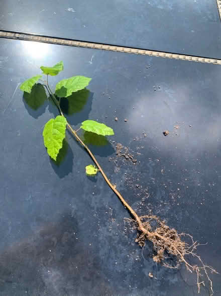 Photo of free Garden bulbs & plants (Bilbrook WV8) #3