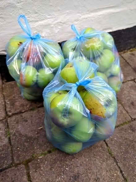 Photo of free Cooking apples (Calverton MK19) #1