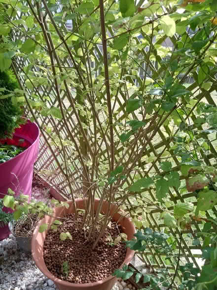 Photo of free Lilac bush (Havant PO9) #1