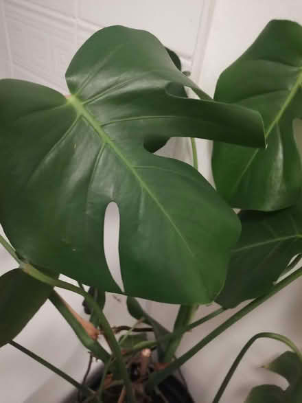 Photo of free Monstera cheese plant (Ashton-U-Lyne OL6) #4