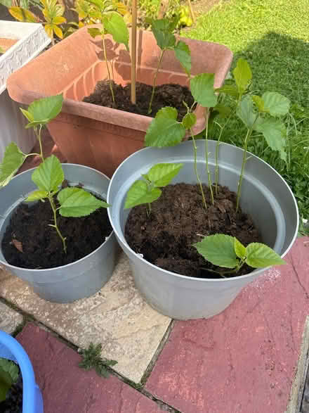 Photo of free Dwarf Turkish Mulberry seedling (East dulwich SE22) #2
