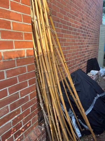 Photo of free Lots of tall thick bamboo (TQ14) #1