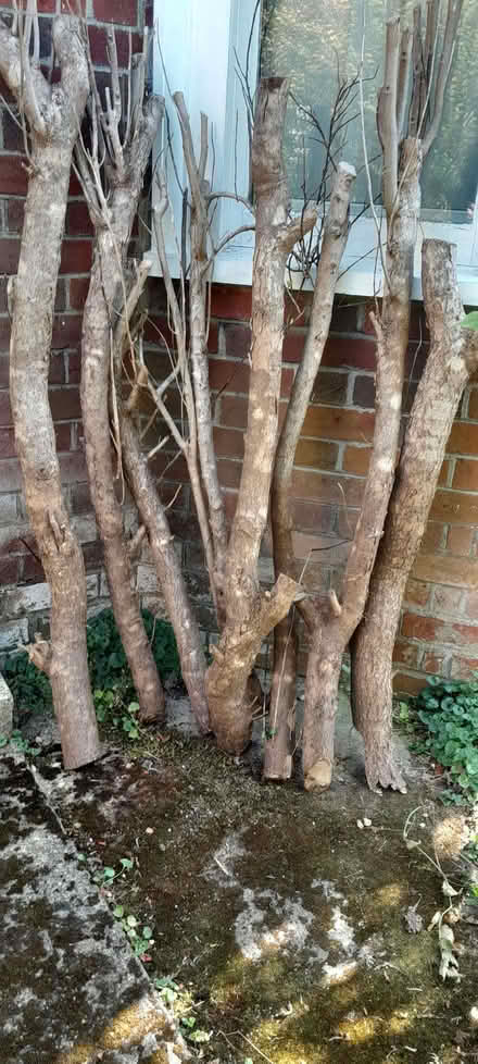 Photo of free Firewood (Headington Quarry OX3) #1