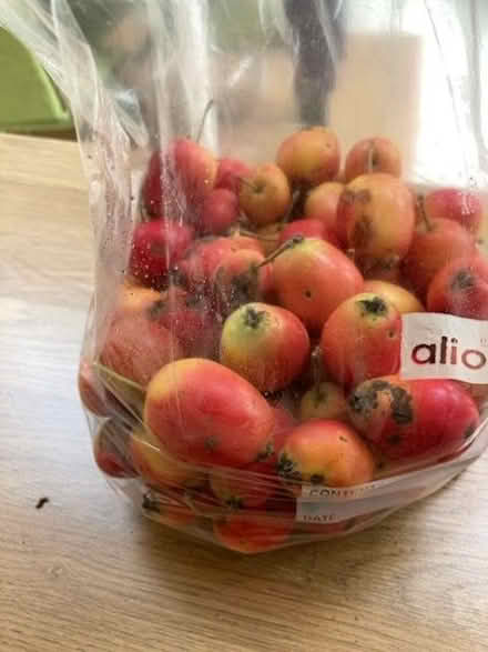 Photo of free Crab apples (Bilton Road CV22) #1
