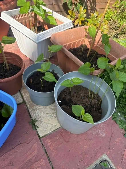 Photo of free Dwarf Turkish Mulberry seedling (East dulwich SE22) #1