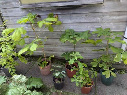 Photo of free Trees for community planting (Edinburgh EH7) #1