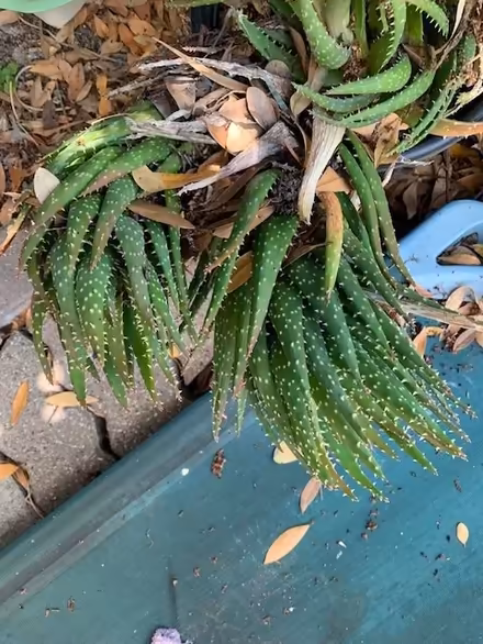 Photo of free plant (Emeryville North) #2