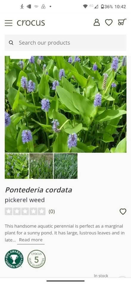 Photo of free Pond plant - Pontederia cordata (Fleetville) #3