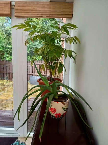 Photo of free Houseplants (Clayton Green PR5) #2