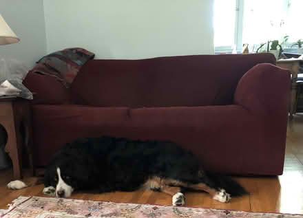 Photo of free IKEA Love Seat w pull out couch (Westboro) #1