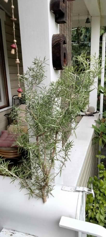 Photo of free rosemary branch (Maple Leaf) #1